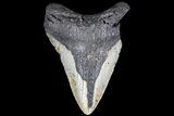 Bargain, Megalodon Tooth - North Carolina #83985-1